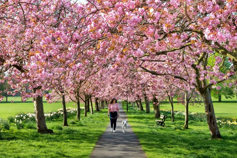 Lady in link and dalmatian walking on cherry blossom-lined footpath on grassland.
